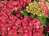 Гортензія крупнолистова Ruby Tuesday (Рубіновий вівторок) с3, фото 3