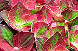 Гортензія крупнолистова Ruby Tuesday (Рубіновий вівторок) с3, фото 5