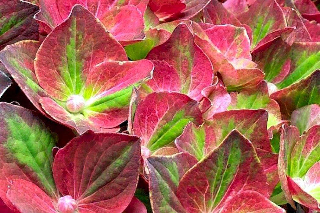 Ruby Day！ Ruby & Diamond X Cluster Chunky Ring | 0.60ctw, 0.43ctw | SZ 7