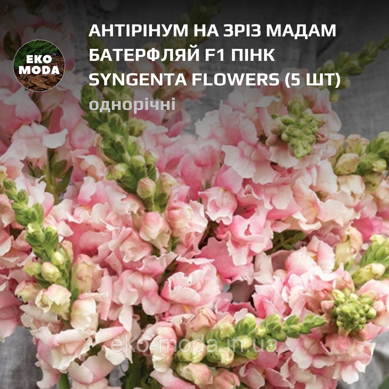 Антірінум на зріз Мадам Батерфляй F1 пінк Syngenta Flowers - ( 5 шт zip-пакет)