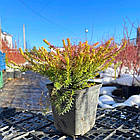 Саджанці Еріки Дарленської Єва Голд (Erica darleyensis Eva Gold) P9, фото 6