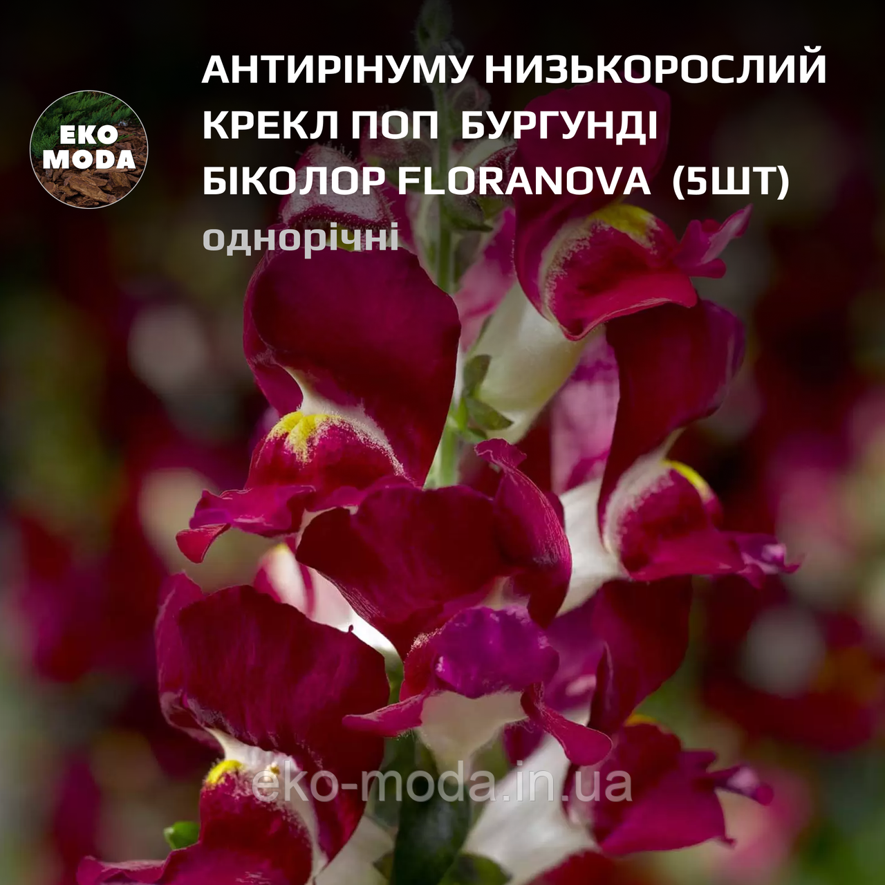Насіння антирінуму низькорослого КРЕКЛ ПОП БУРГУНДІ БІКОЛОР FLORANOVA - ( 5 шт zip-пакет)