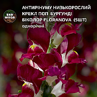 Насіння антирінуму низькорослого КРЕКЛ ПОП БУРГУНДІ БІКОЛОР FLORANOVA - ( 5 шт zip-пакет)