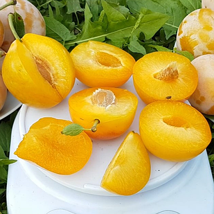 Саджанці аличі Плуот Флавор Квін (Flavour Queen) - середнього терміну, гібрид, морозостійка