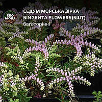 Седум Морська зірка Singenta Flowers - ( 5 шт zip-пакет)