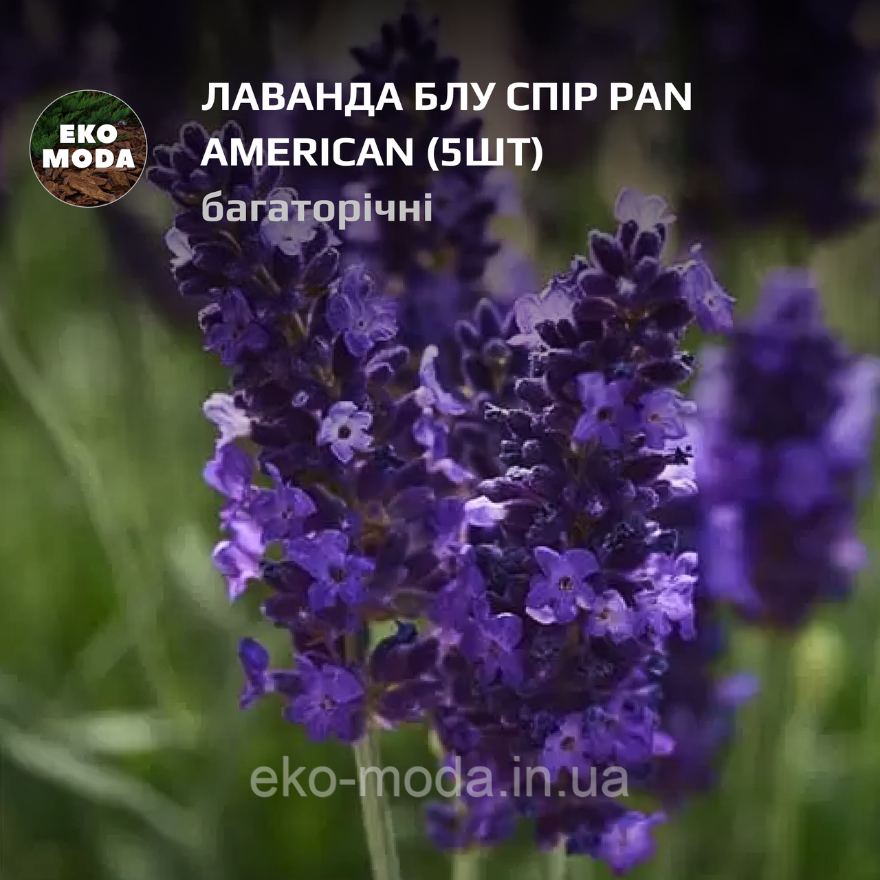 Лаванда Блу Спір PAN AMERICAN - ( 5 шт zip-пакет)