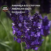 Лаванда Блу Спір PAN AMERICAN - ( 5 шт zip-пакет)