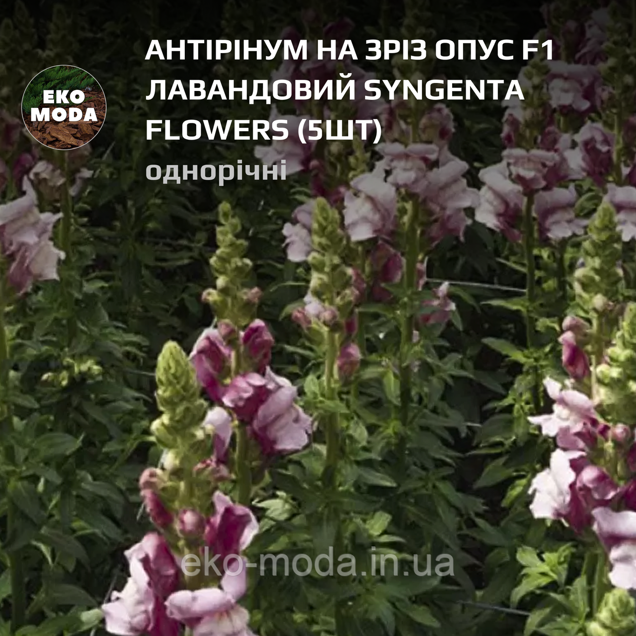 Антірінум на зріз Опус F1 лавандовий Syngenta Flowers - ( 5 шт zip-пакет)