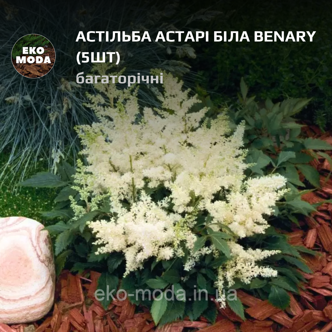 Астільба Астарі біла Benary - ( 5 шт zip-пакет)