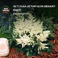 Астільба Астарі біла Benary - ( 5 шт zip-пакет)