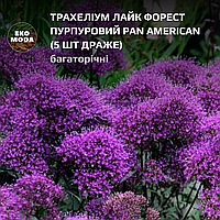 Трахеліум Лайк Форест пурпуровий Pan American - (5 шт драже zip-пакет)