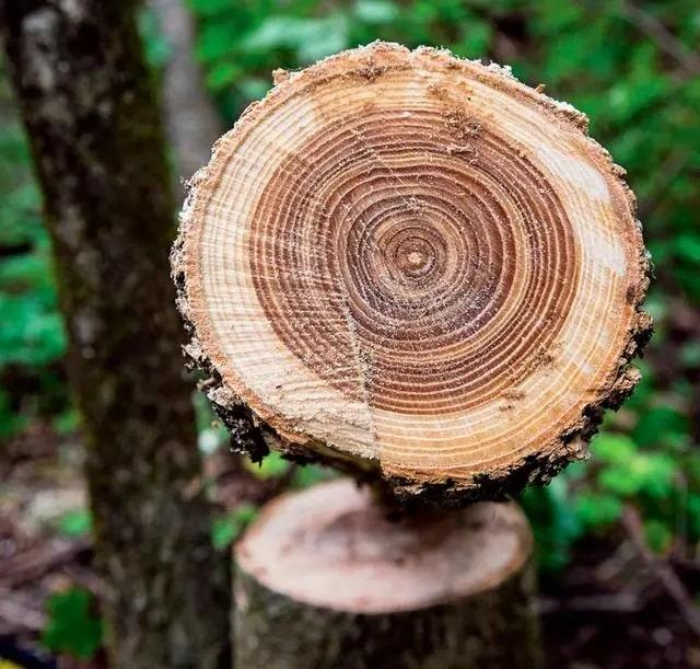 торцювальна стрічка для дсп купити 