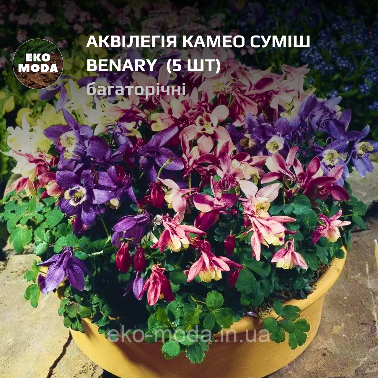 Аквілегія Камео суміш Benary - (5 шт zip-пакет)