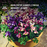 Аквілегія Камео суміш Benary - (5 шт zip-пакет)