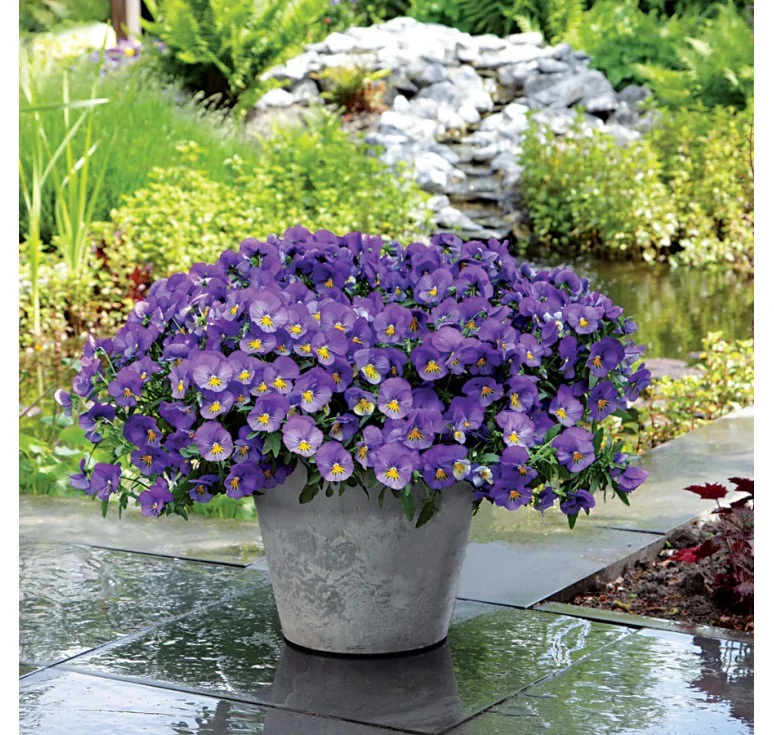 Віола ампельна Блю Скай (15-20 см, 300 мл горщик), фото 1