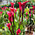 Кала Royl Valentine 14/16, фото 4