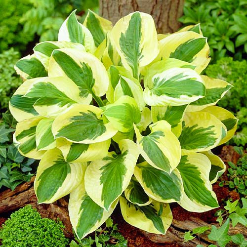 Хоста Brim Cup (20-25 см, ЗКС), фото 1