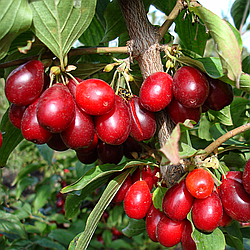 Щеплений Кизил "Елегантний" | Імунний сорт