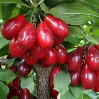 Кизил щеплений "Гренадер" (ранній, крупноплідний)