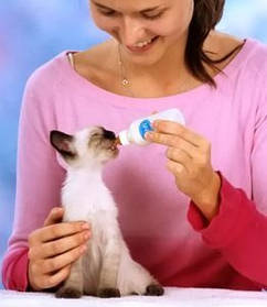 Сухе молоко для кошенят