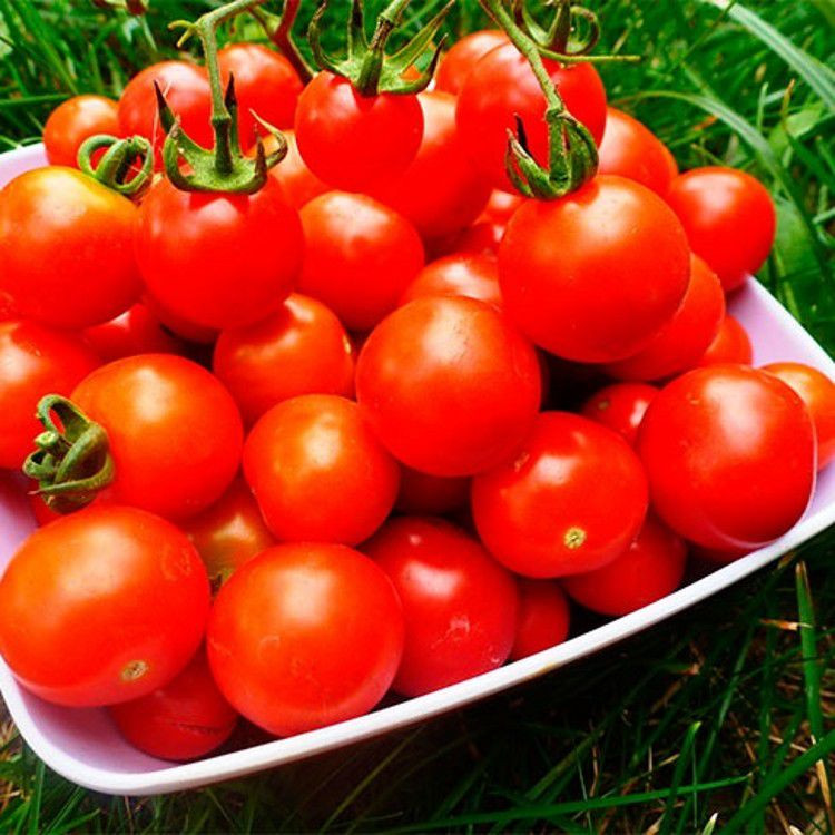 Насіння Помідор "Солероссо" F 1 20 шт.