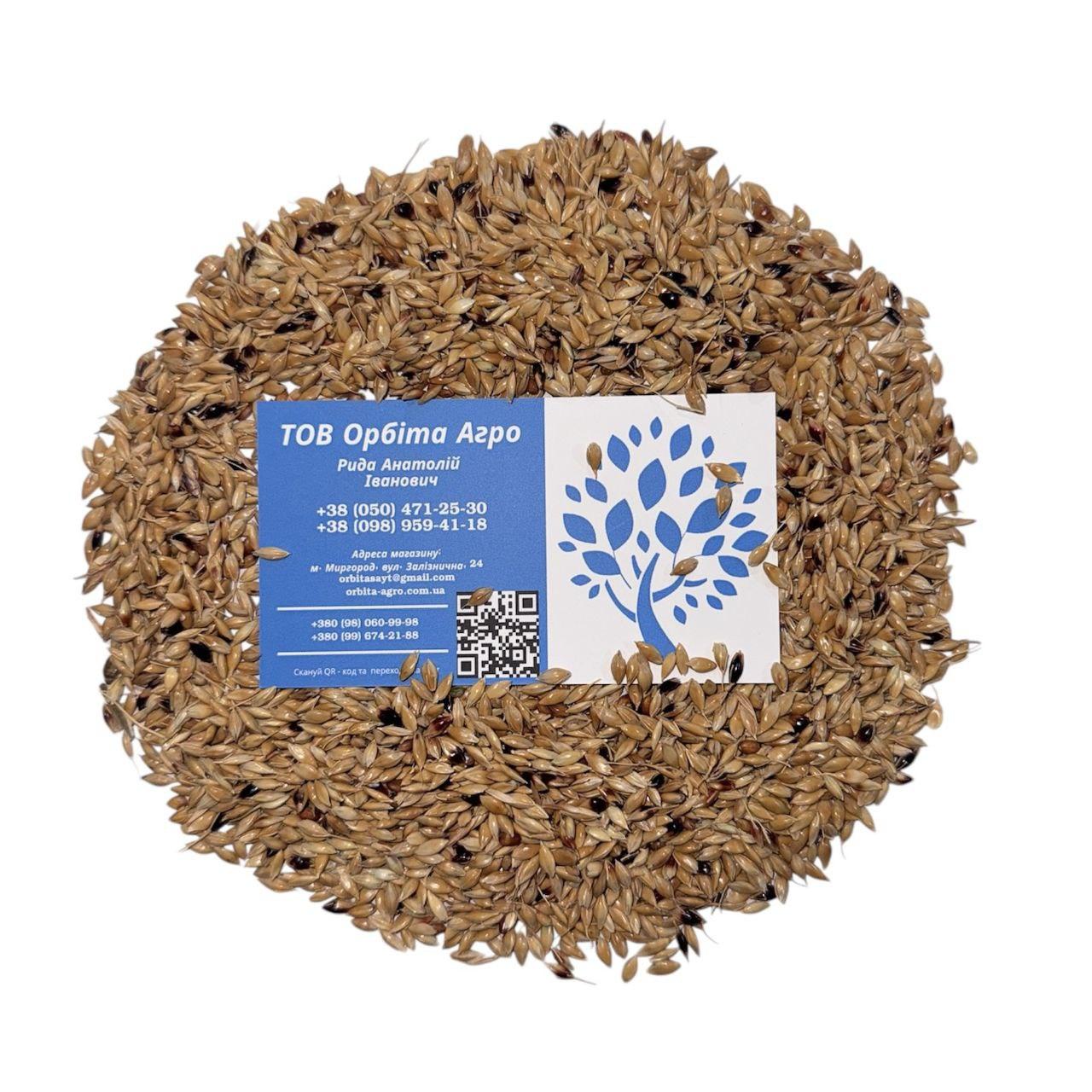 Насіння суданки білої Білявка від 30кг, фото 1