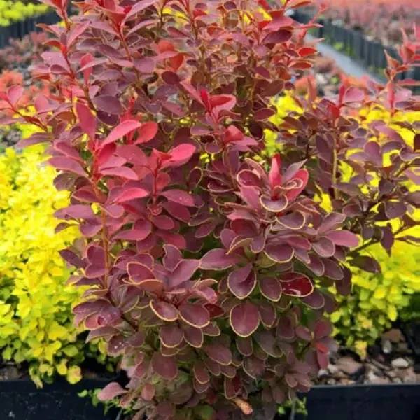 Барбарис Тунберга Orange Moon 4 річний, Барбарис Тунберга Оранж Мун, Berberis thunbergii Orange Moon