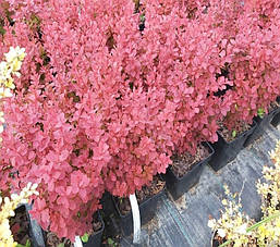 Барбарис Тунберга Orange Moon 4 річний, Барбарис Тунберга Оранж Мун, Berberis thunbergii Orange Moon, фото 5