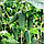 Насіння Огірок "Грін Пік"F1 10шт, фото 3