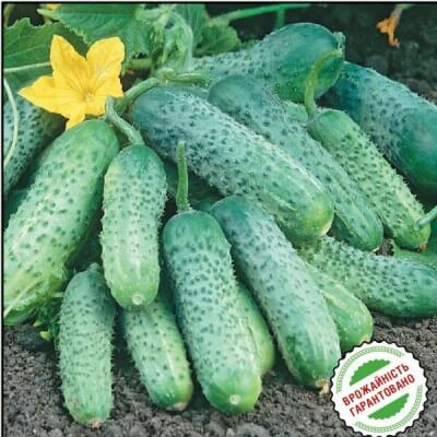 Огірок "Пасамонте" F1 10 шт.