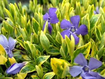 Барвінок малий Blue and Gold 2 річний, Барвинок малый Блю энд Голд, Vinca minor Blue and Gold