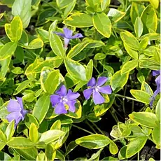 Барвінок малий Blue and Gold 2 річний, Барвинок малый Блю энд Голд, Vinca minor Blue and Gold, фото 5