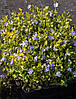 Барвінок малий Blue and Gold 2 річний, Барвинок малый Блю энд Голд, Vinca minor Blue and Gold, фото 10