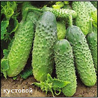 Огірок "Кущовий"