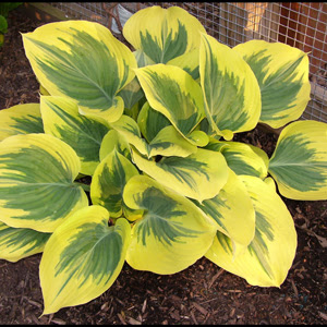 Хоста Liberty (саджанці), фото 1