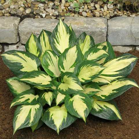 Хоста Morning Star (саджанці), фото 1