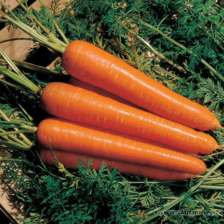Семена Морковь "Нантес Скарлет" 1г. - фото 1 - id-p230570534