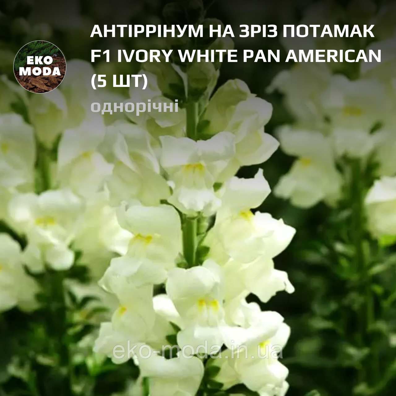 Антіррінум на зріз Потамак F1 ivory white Pan American - (5 шт zip-пакет)
