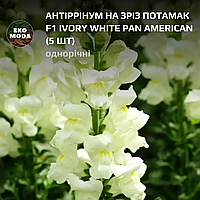 Антіррінум на зріз Потамак F1 ivory white Pan American - (5 шт zip-пакет)