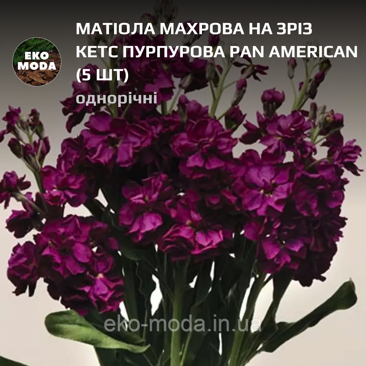 Матіола махрова на зріз Кетс пурпурова Pan American - (5 шт zip-пакет)
