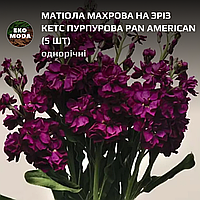 Матіола махрова на зріз Кетс пурпурова Pan American - (5 шт zip-пакет)