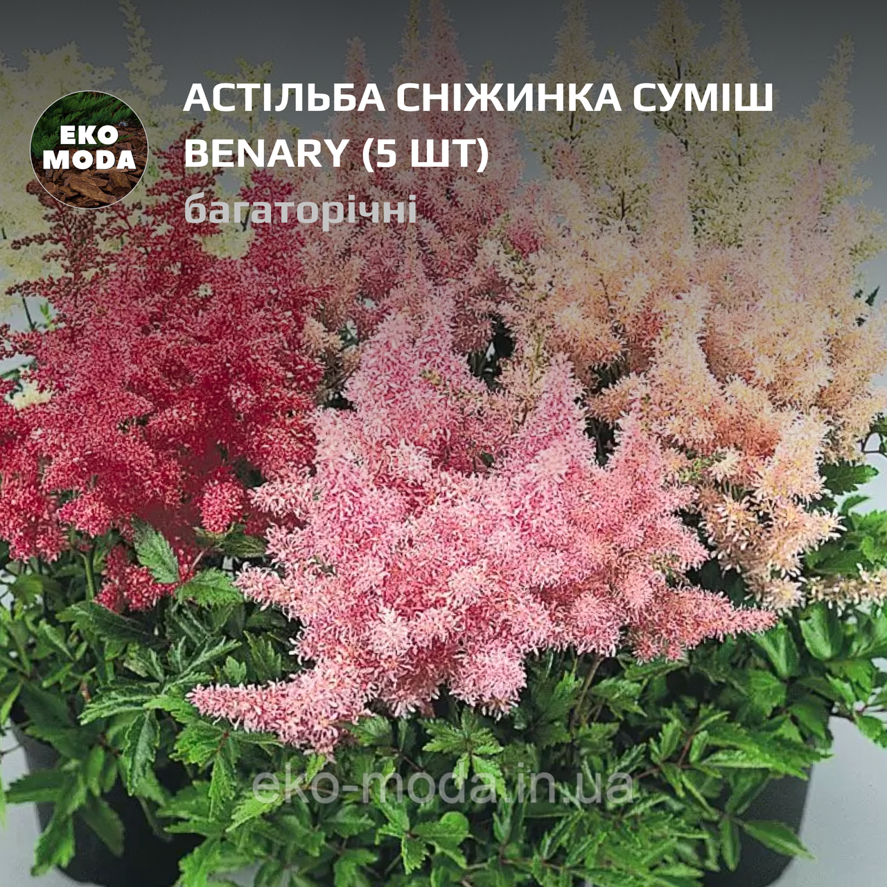 Астільба Сніжинка суміш Benary - (5 шт zip-пакет)