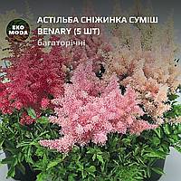 Астільба Сніжинка суміш Benary - (5 шт zip-пакет)