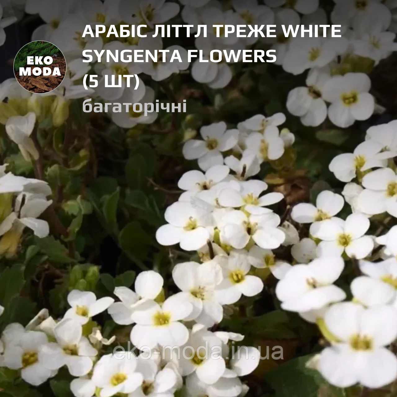 Арабіс Літтл Треже white Syngenta Flowers - (5 шт zip-пакет)