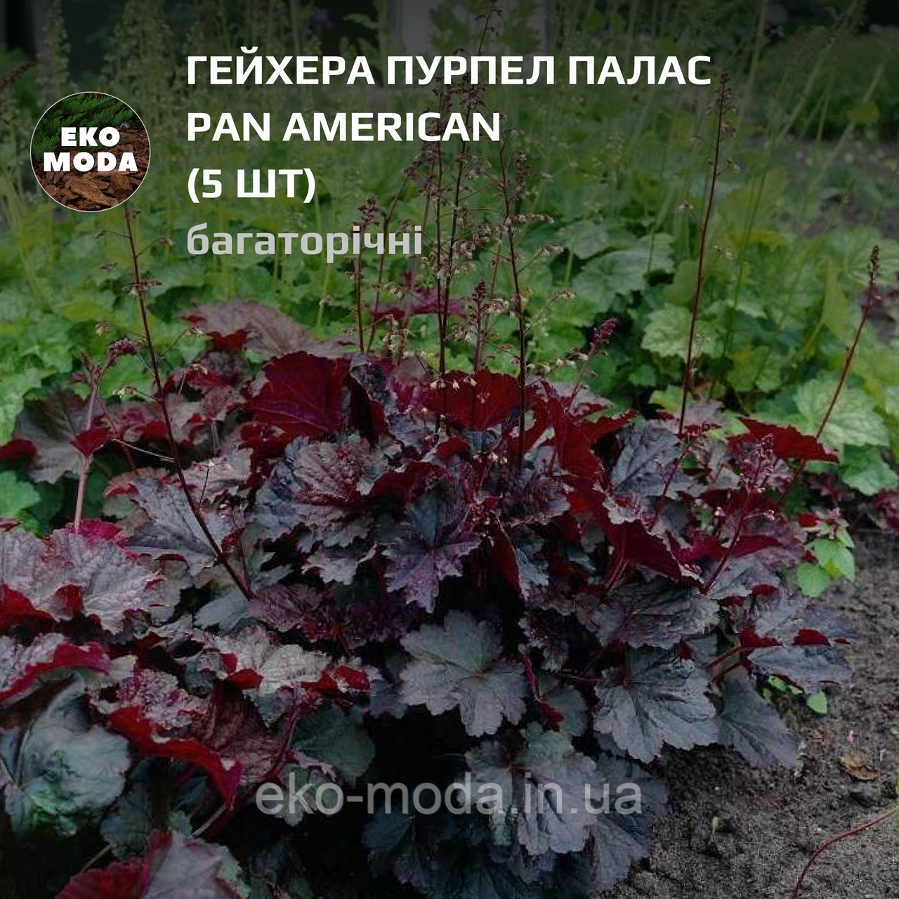 Гейхера Пурпел Палас Pan American - (5 шт zip-пакет)