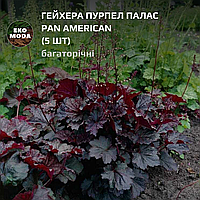 Гейхера Пурпел Палас Pan American - (5 шт zip-пакет)