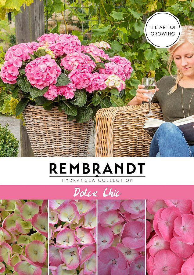 Гортензія крупнолистова Rembrandt Dolce Chic ® (Світ Шик) c3