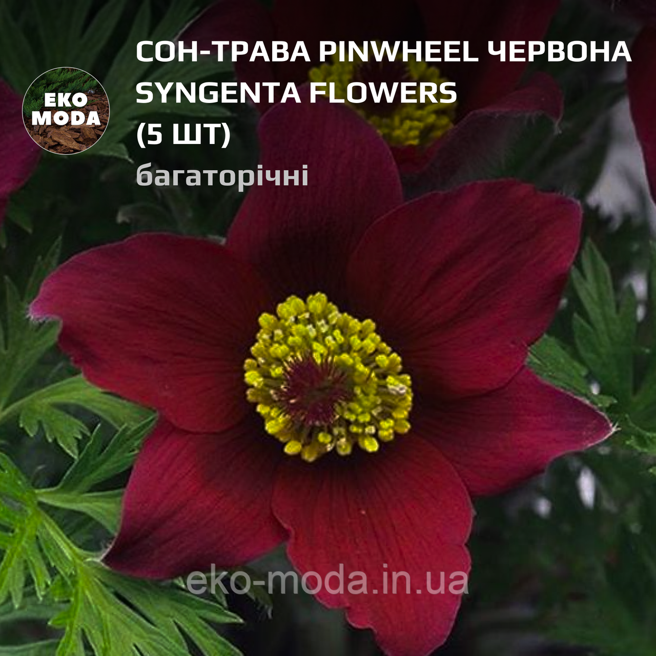 Сон-трава Pinwheel червона Syngenta Flowers - (5 шт zip-пакет)
