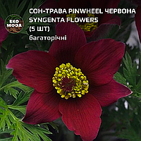 Сон-трава Pinwheel червона Syngenta Flowers - (5 шт zip-пакет)