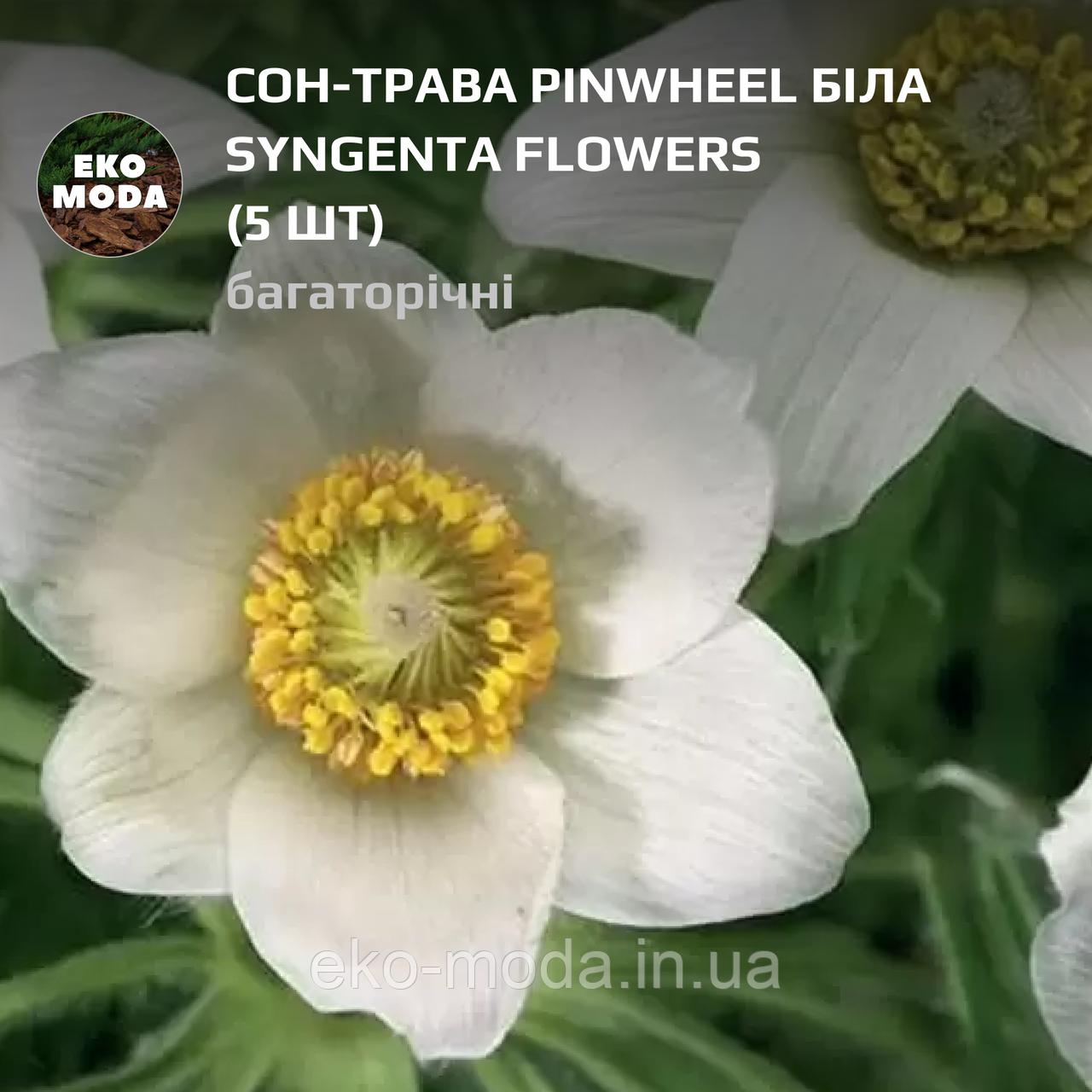 Сон-трава Pinwheel біла Syngenta Flowers - (5 шт zip-пакет)